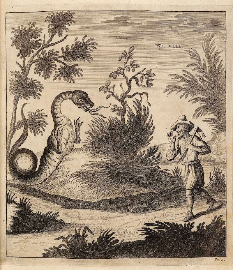 Gravure ancienne d'un dragon aperçu à Saxon dans le Valais vers 1680, tirée de l'ouvrage Itinera Alpina