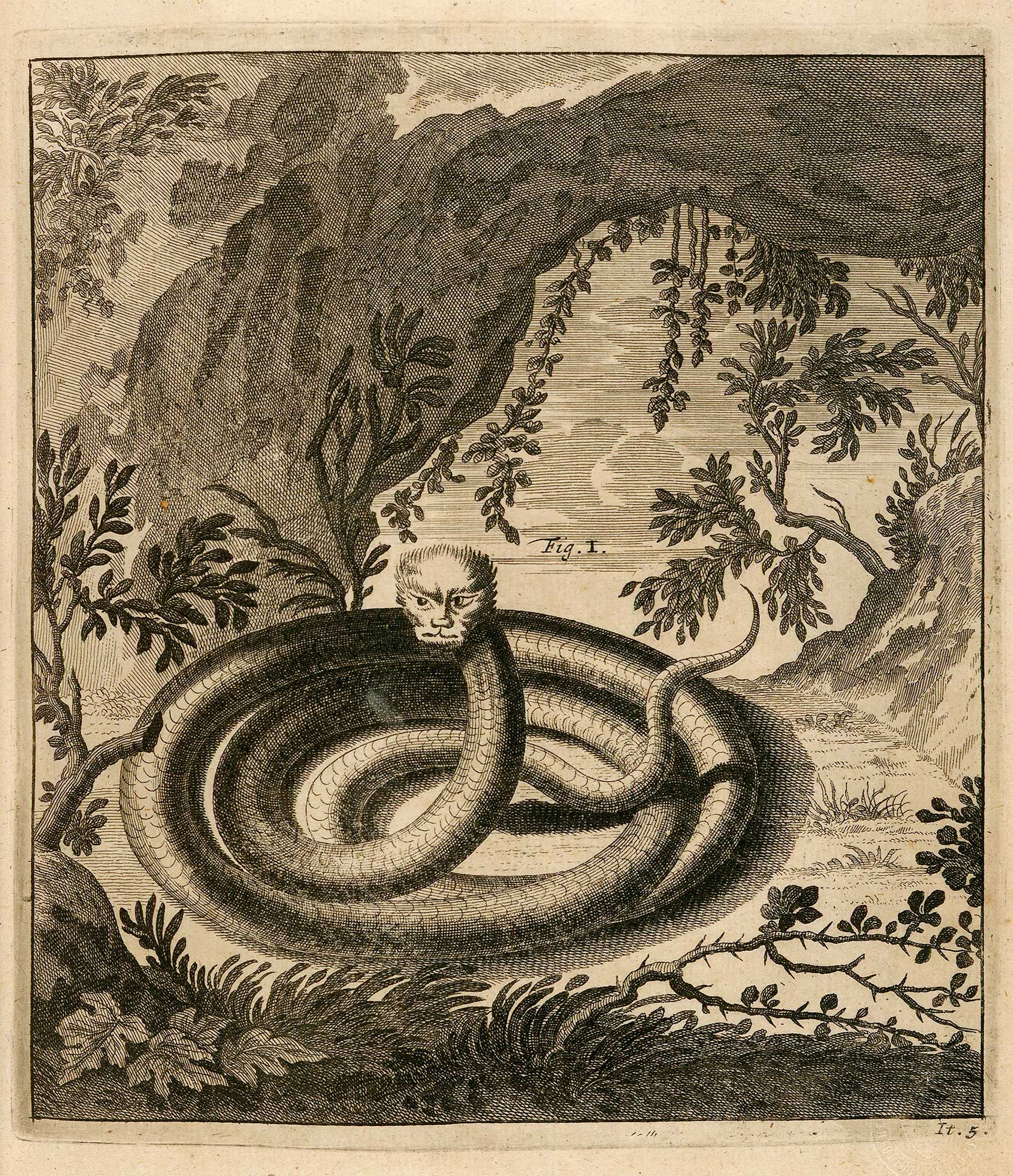 Gravure d'une créature fantastique ressemblant à un dragon, au visage félin et au corps serpentin, tirée de Itinera Alpina de Johann Jakob Scheuchzer (1723), représentant des bêtes mythiques observées en Suisse.