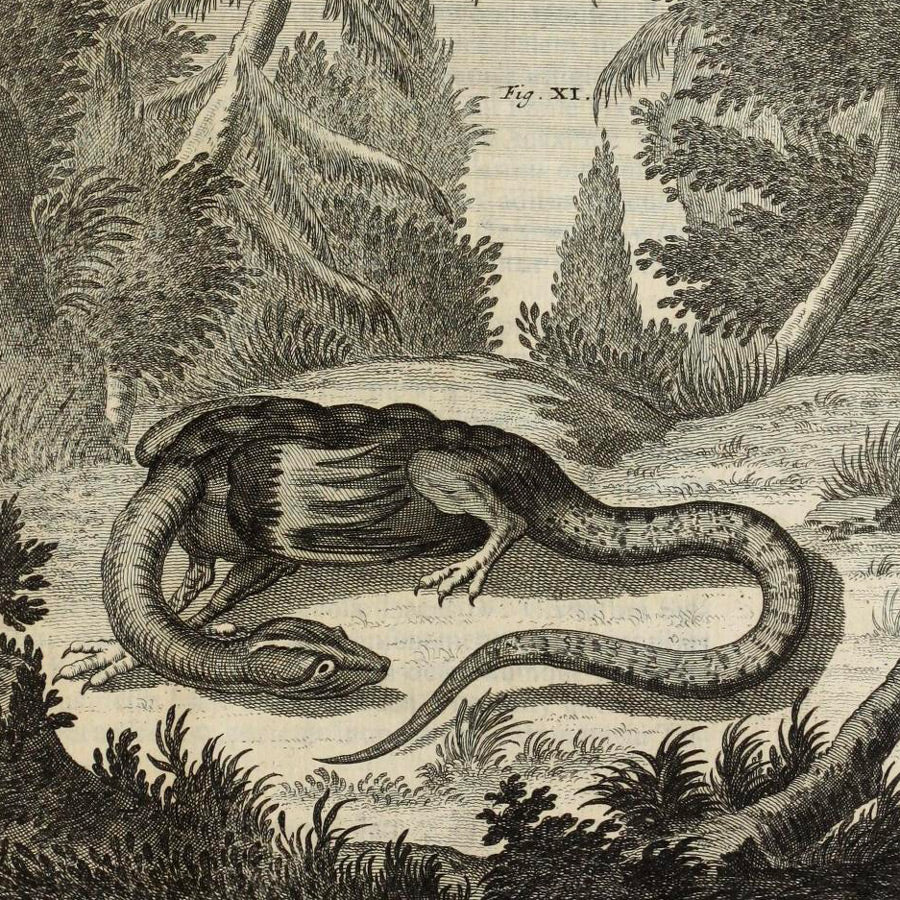 Gravure ancienne d’un dragon tirée des écrits de Johann Jakob Scheuchzer, naturaliste suisse, montrant une créature ailée dans un style du XVIIIe siècle