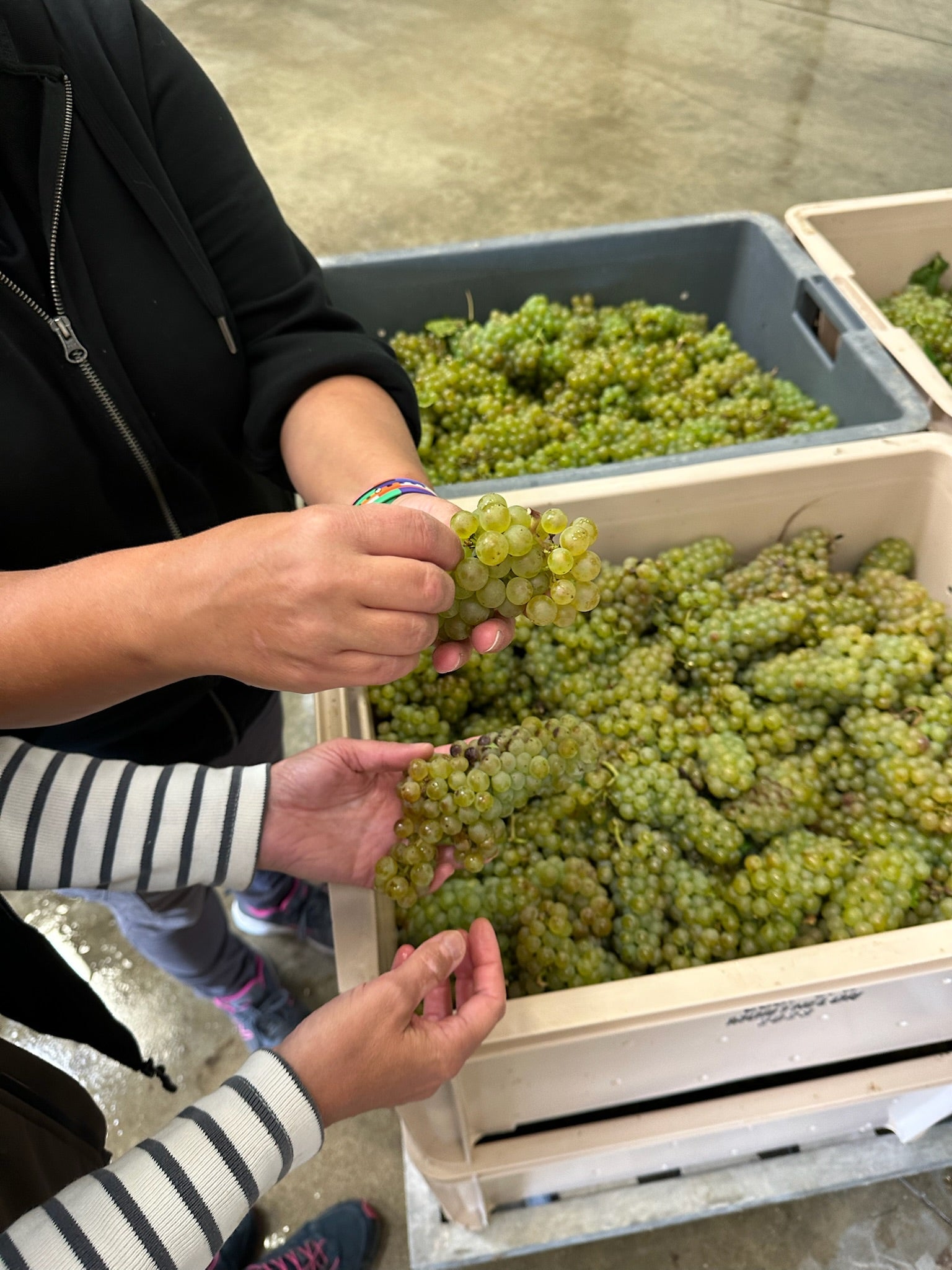 Les vendanges 2025 se terminent