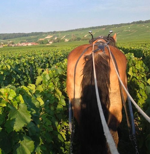Cheval de trait labourant les vignes du domaine Chapuy en Champagne, respectueux de l’environnement avec la certification HVE3
