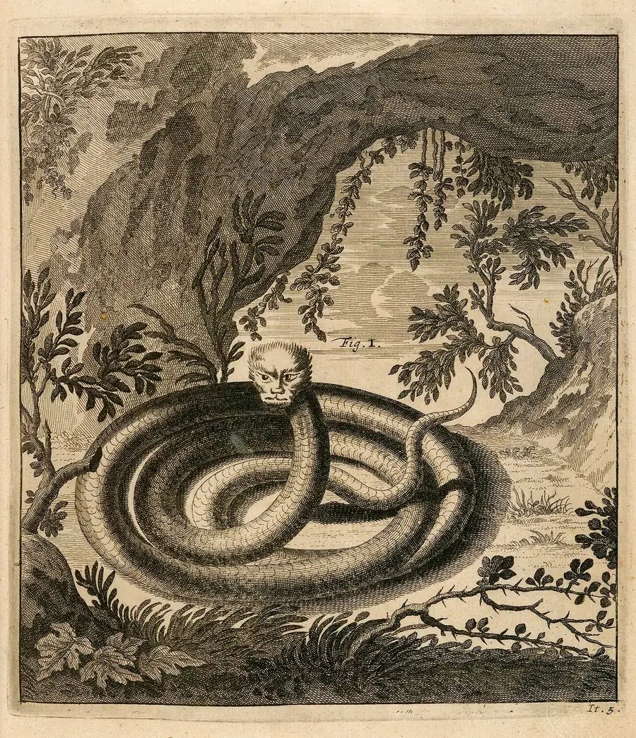 Gravure d'un dragon suisse, Scheuchzer, 1723